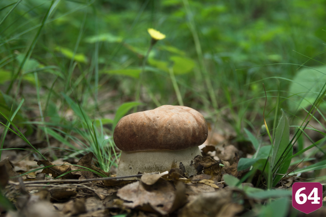 Саратовцы в грозу собрали благородные грибы  